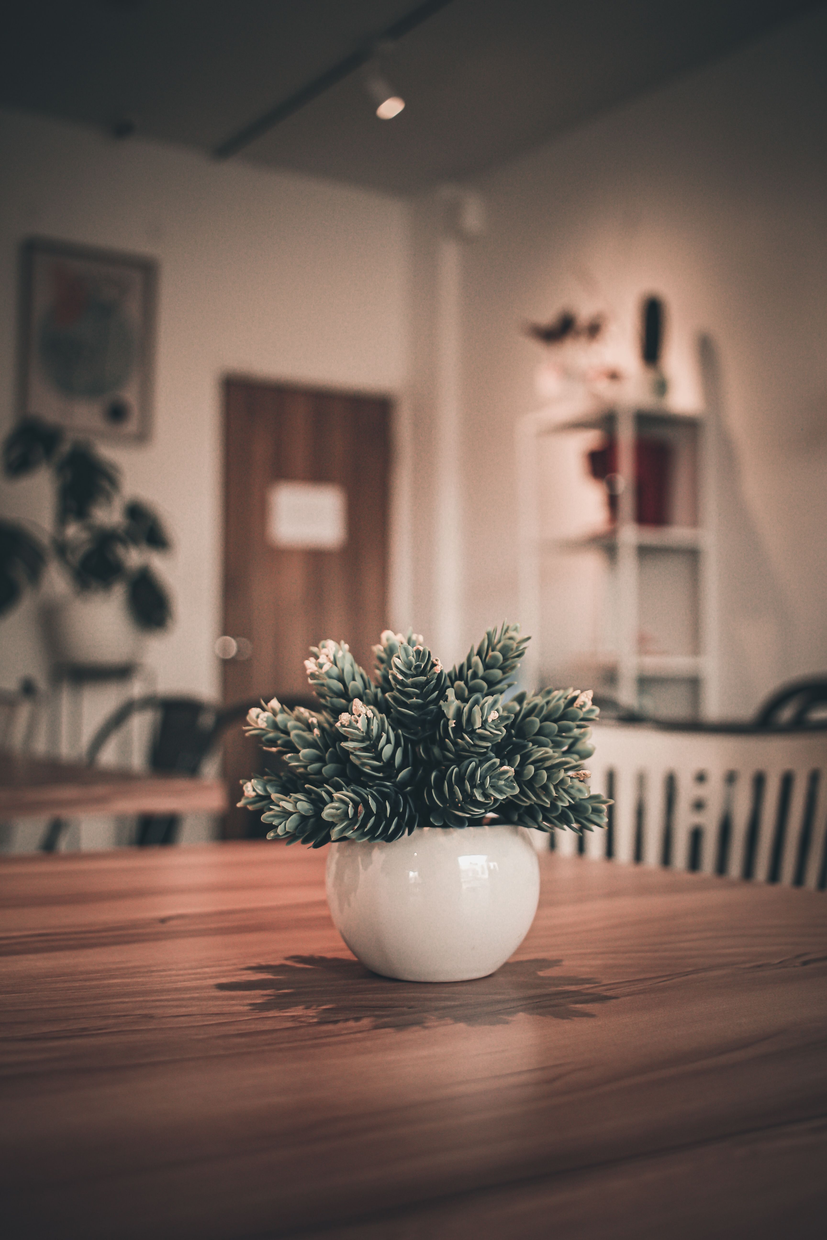 An olive branch in a textured stone vessel